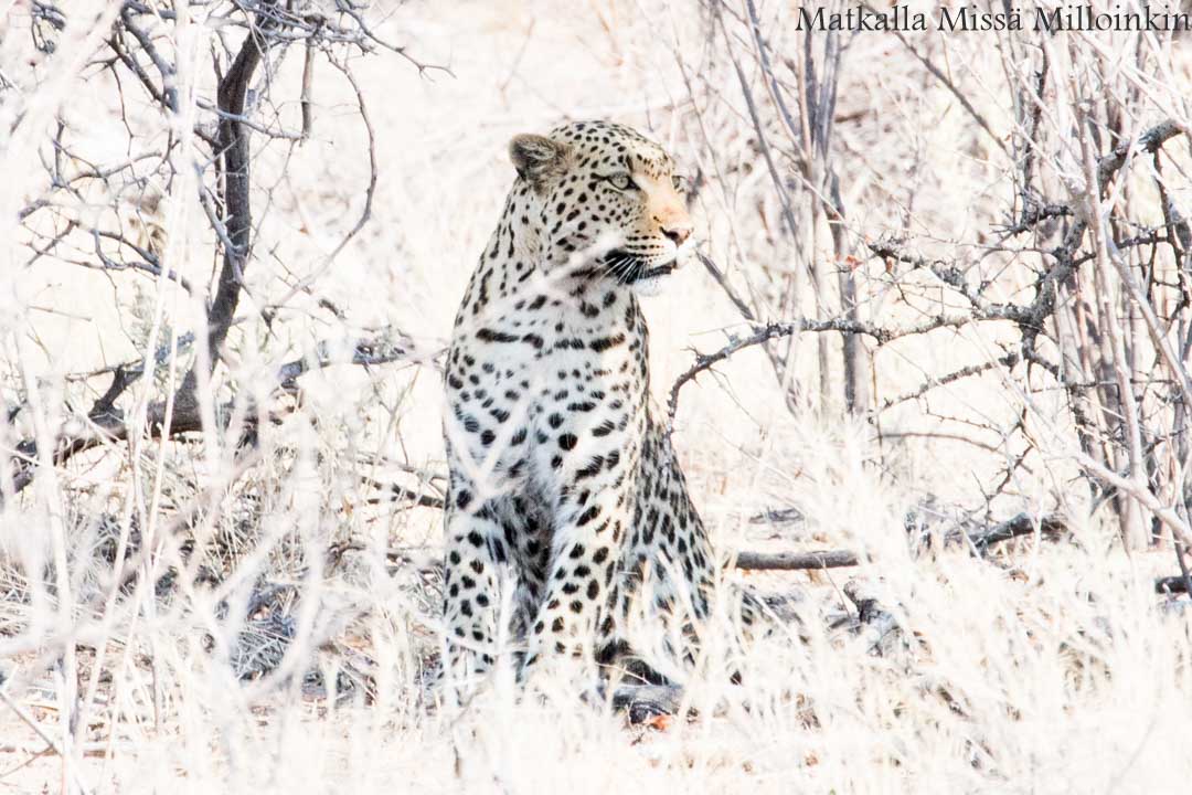 leopardi Etoshan kansallispuistossa Namibiassa