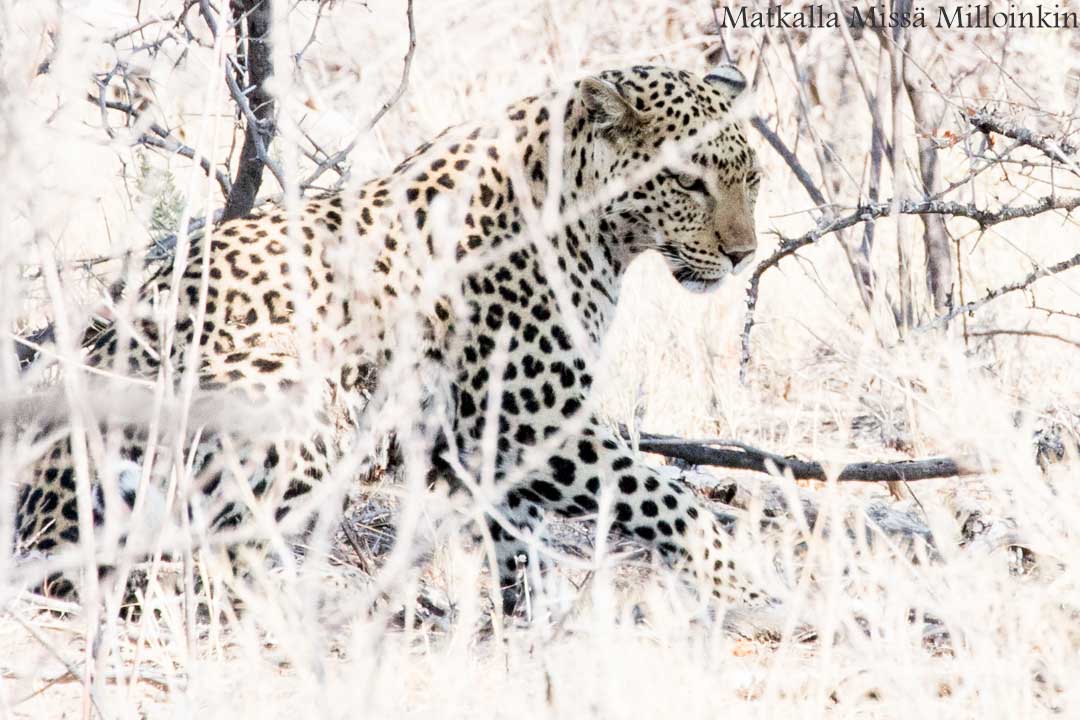 leopardi Etoshan kansallispuistossa Namibiassa