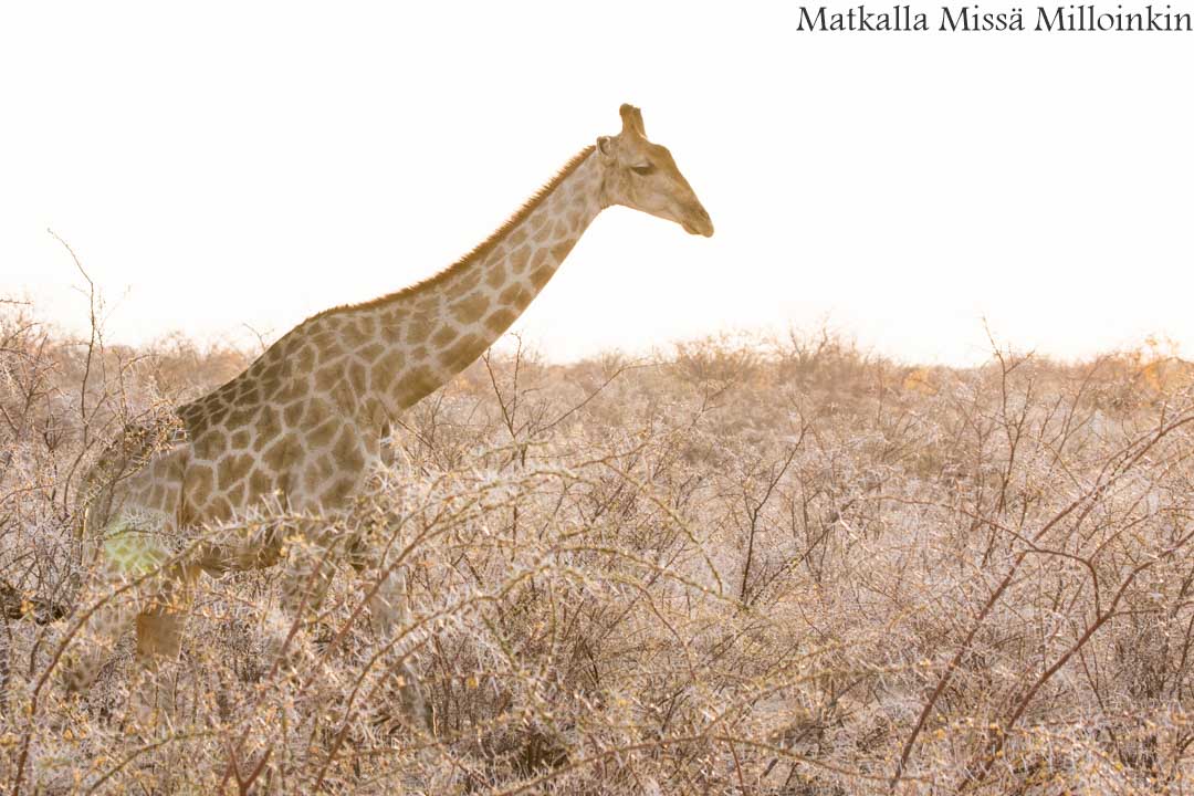 simpanssisafari, Kibalen kansallispuisto Uganda