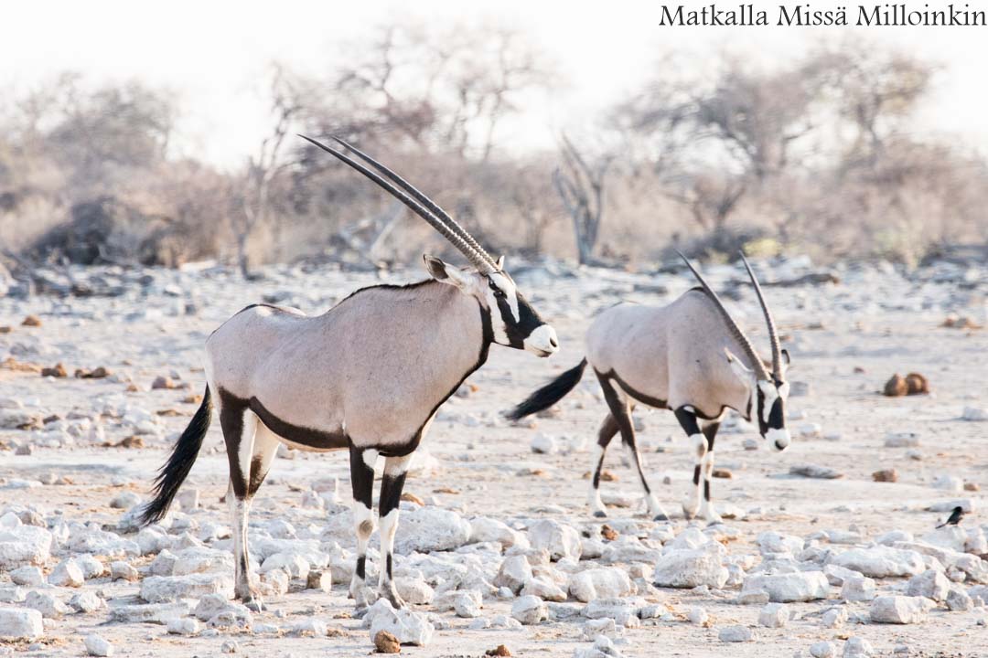 keihäsantilooppeja Etoshan kansallispuistossa Namibiassa
