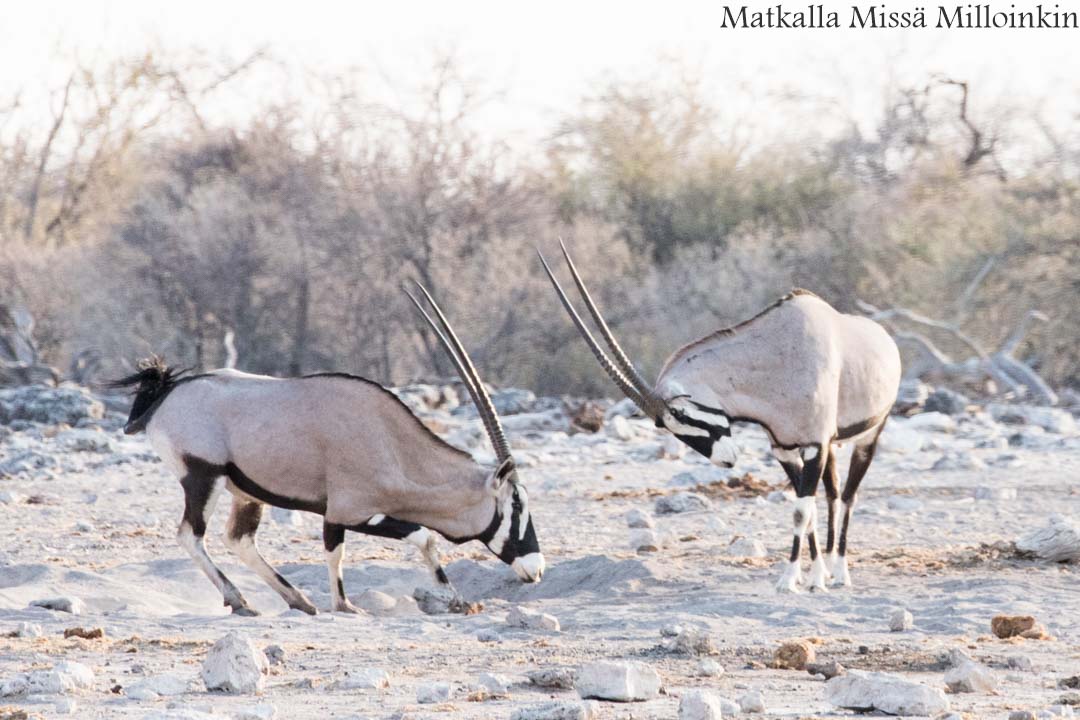 keihäsantilooppeja Etoshan kansallispuistossa Namibiassa