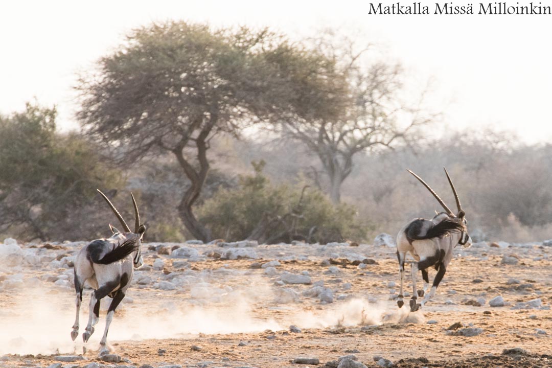 keihäsantilooppeja Etoshan kansallispuistossa Namibiassa