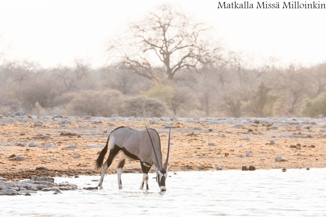 keihäsantilooppi Etoshan kansallispuistossa Namibiassa