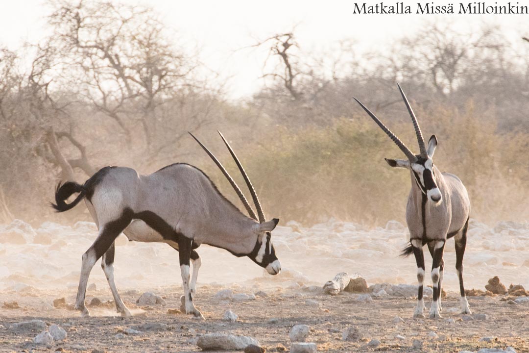 keihäsantilooppeja Etoshan kansallispuistossa Namibiassa