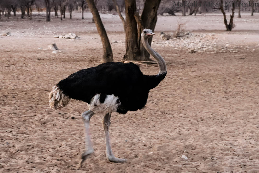 helmikanoja Kibalen kansallispuistossa Ugandassa