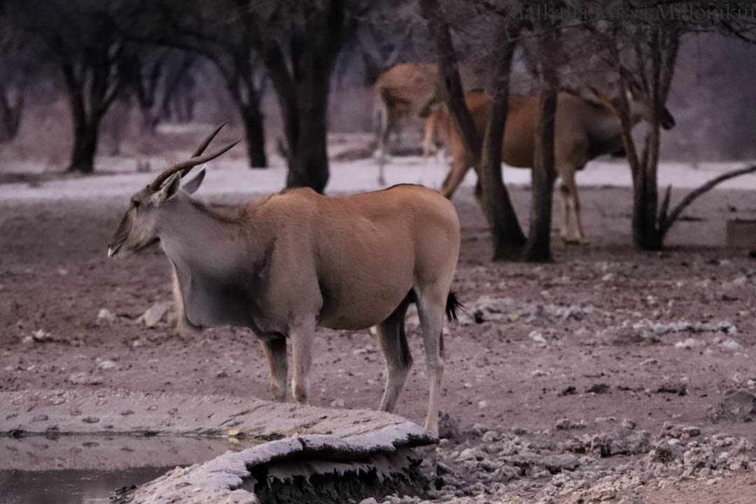 helmikanoja Kibalen kansallispuistossa Ugandassa