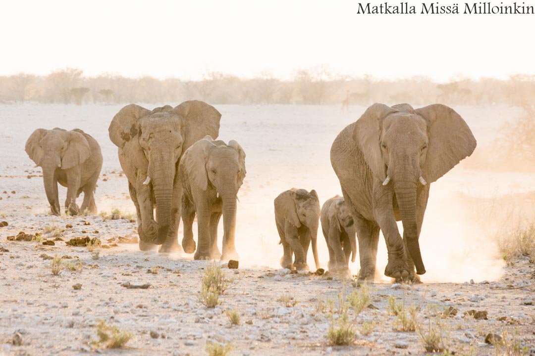 norsuja Etoshan kansallispuistossa Namibiassa