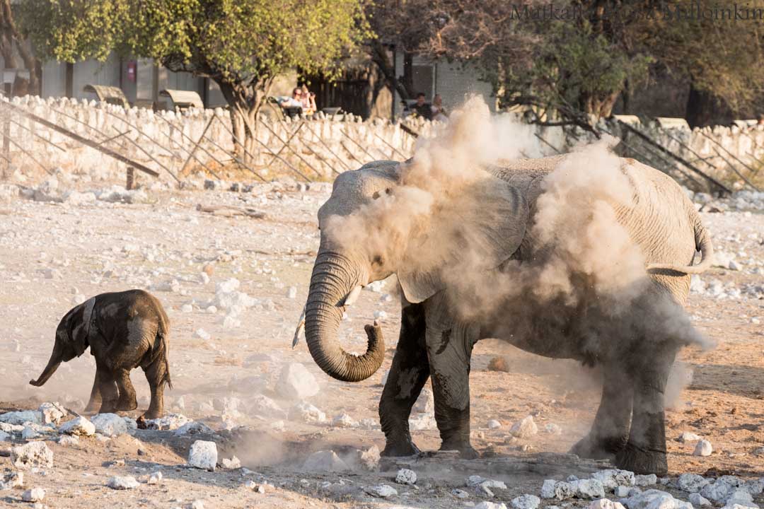 norsuja Etoshan kansallispuistossa Namibiassa