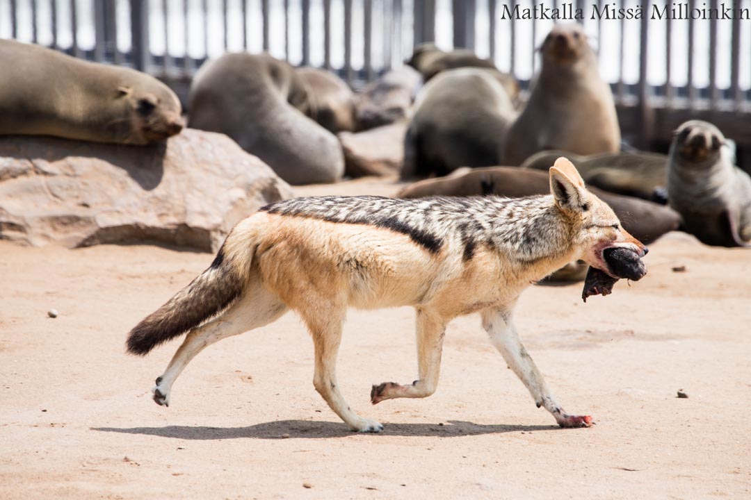 Nabimia Cape Cross -hyljeyhdyskunta ja vaippasakaali
