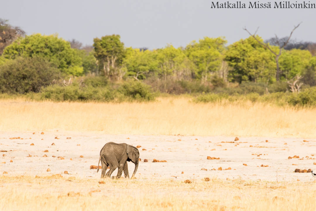 Choben kansallispuisto, safari Botswana