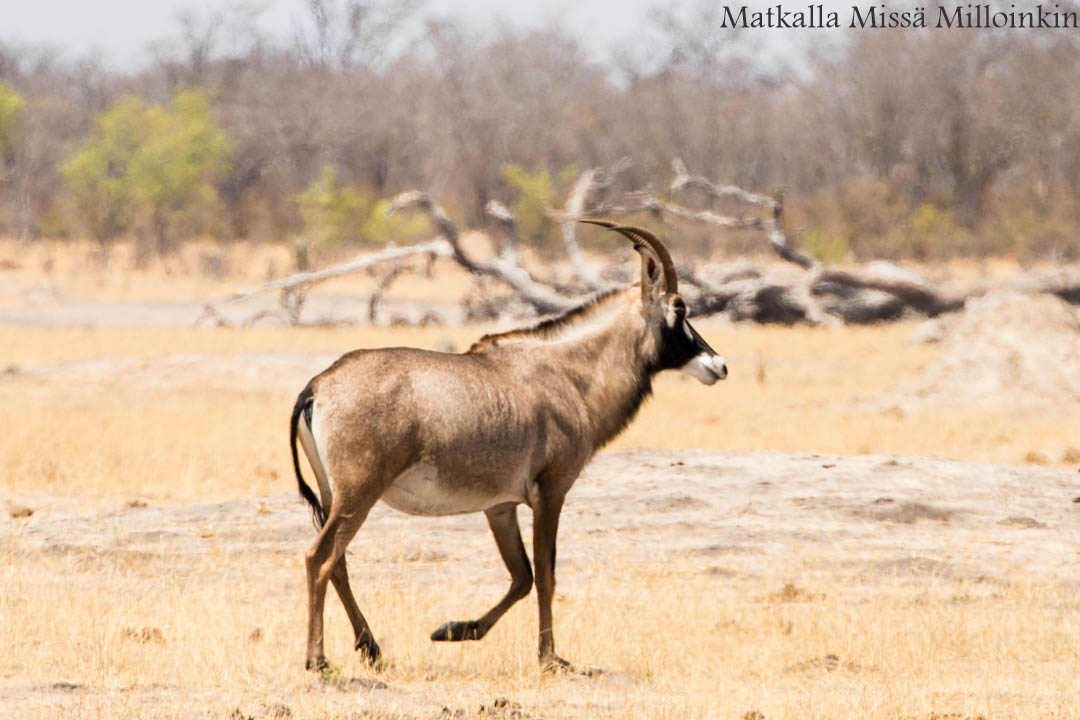musta-antilooppi, Hwangen kansallispuisto, safari Zimbabwe