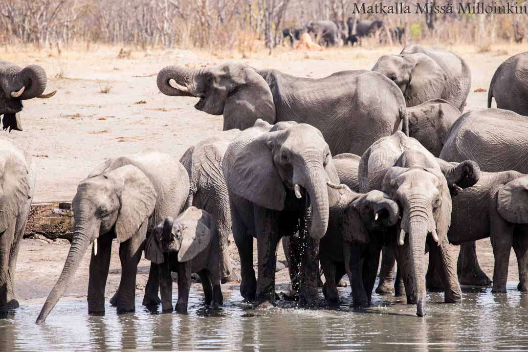 Hwangen kansallispuisto, safari Zimbabwe