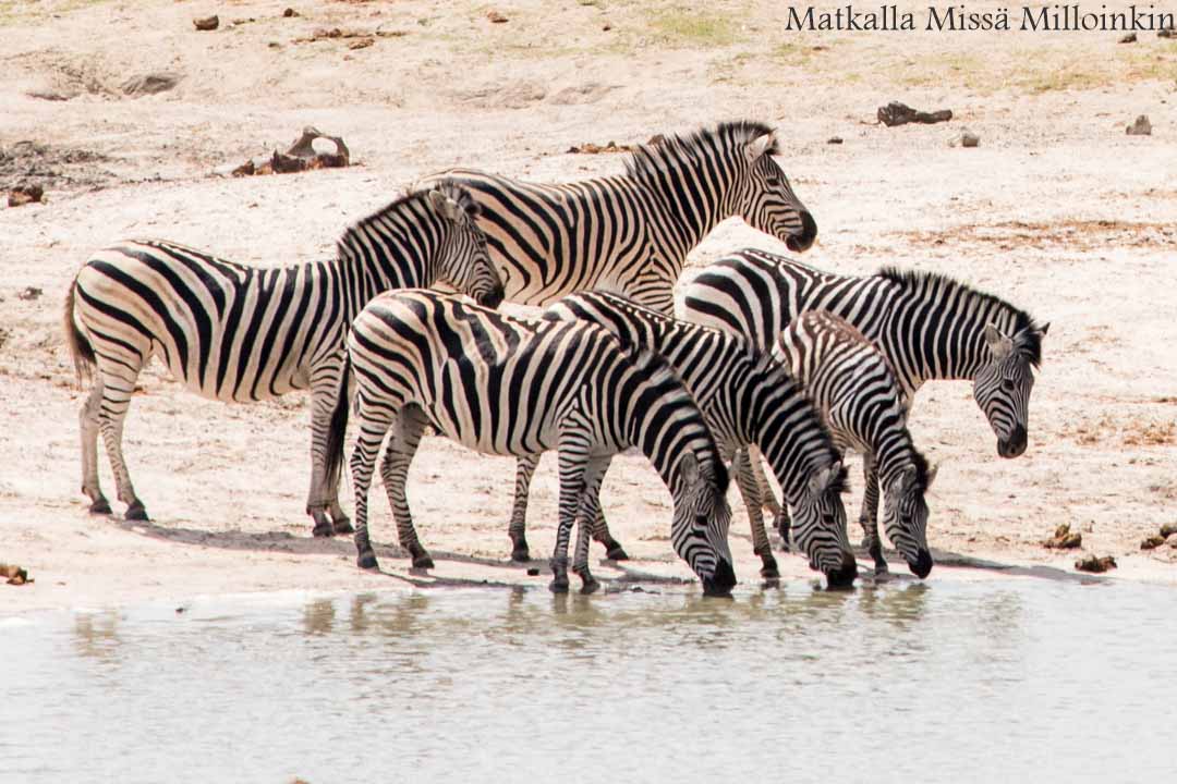 Hwangen kansallispuisto, safari Zimbabwe