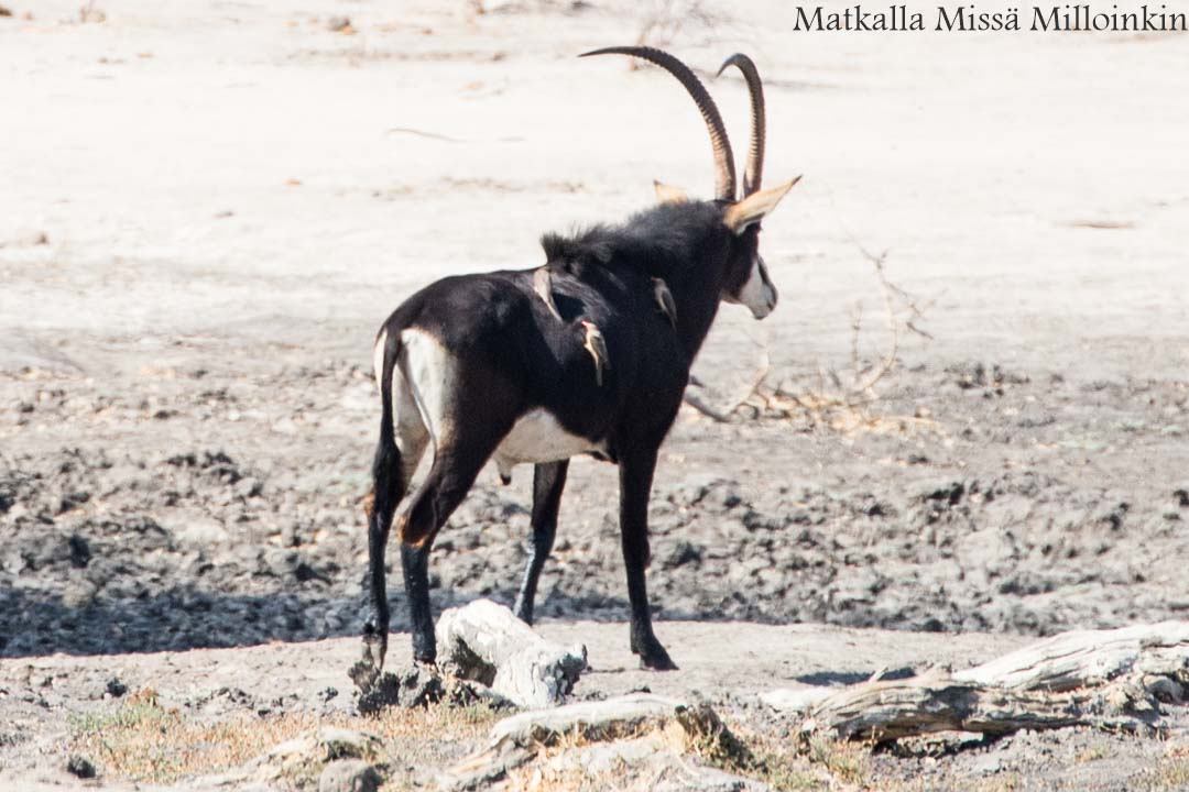 musta-antilooppi, Hwangen kansallispuisto, safari Zimbabwe