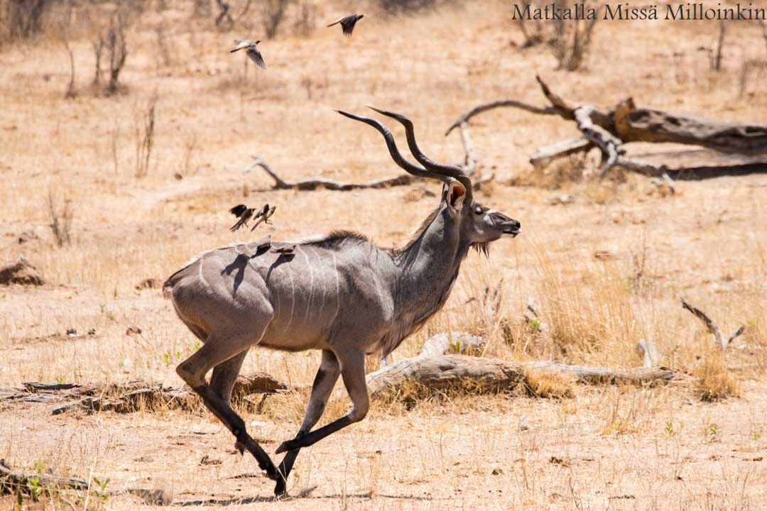 Ivory Lodge, Zimbabwe