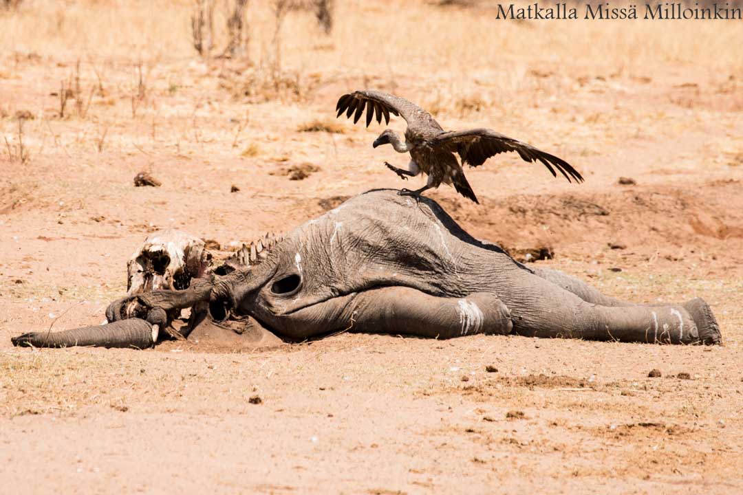 Hwangen kansallispuisto, safari Zimbabwe