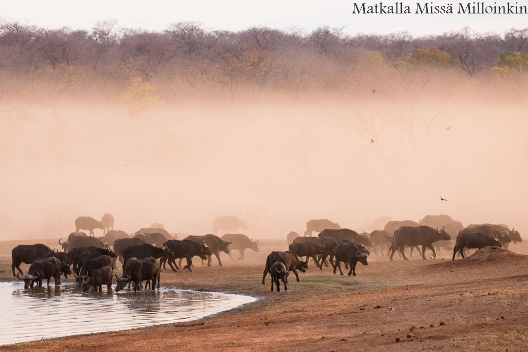 Ivory Lodge, Zimbabwe
