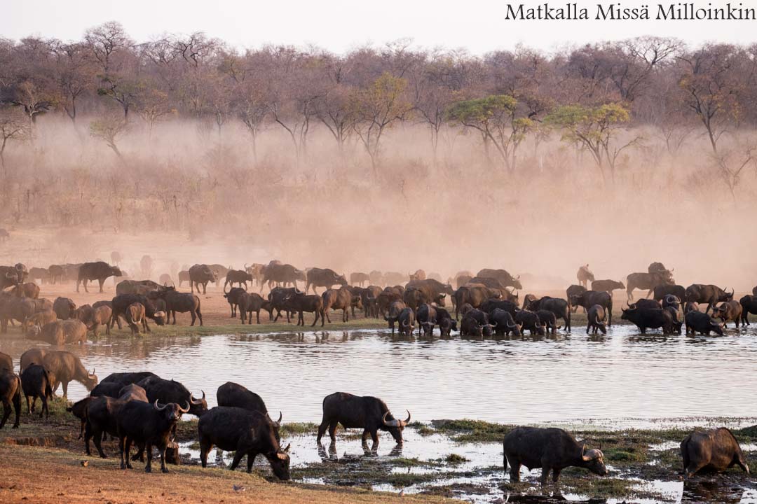 Ivory Lodge, Zimbabwe