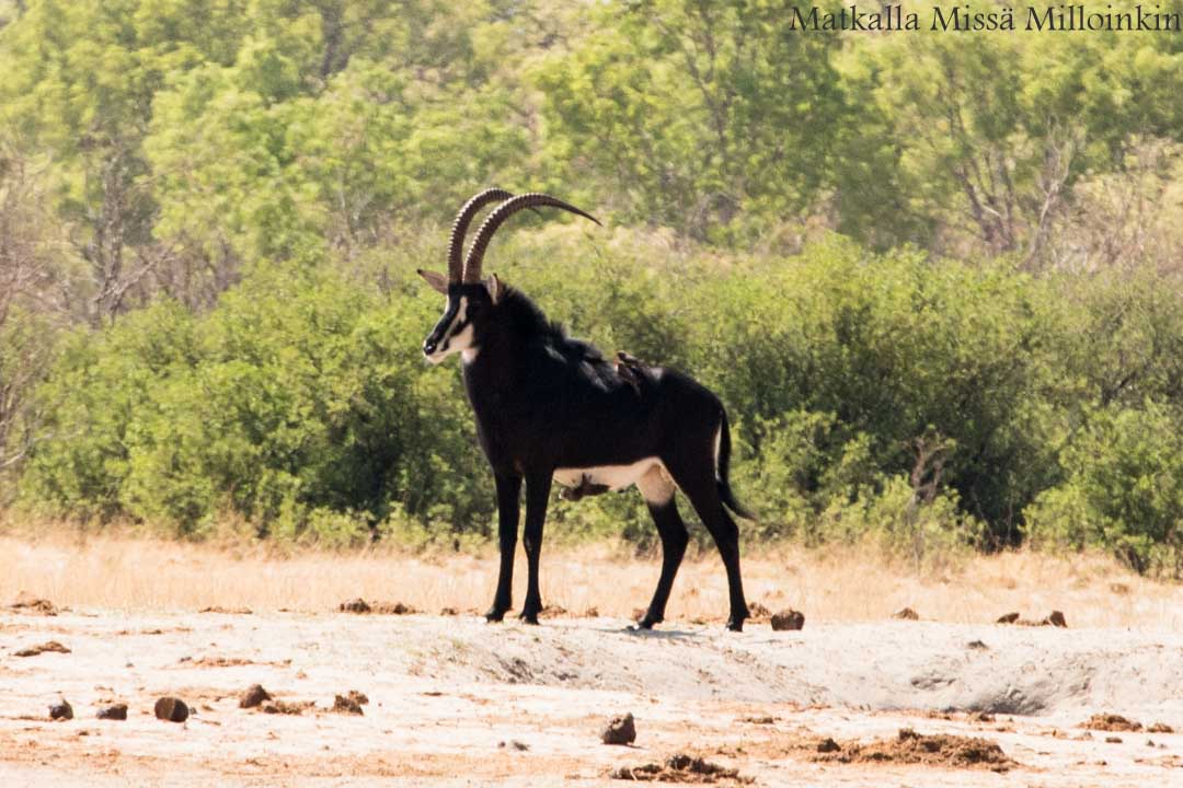 musta-antilooppi, Hwangen kansallispuisto, safari Zimbabwe