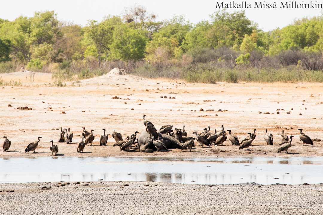 Hwangen kansallispuisto, safari Zimbabwe