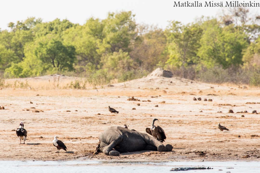 Hwangen kansallispuisto, safari Zimbabwe