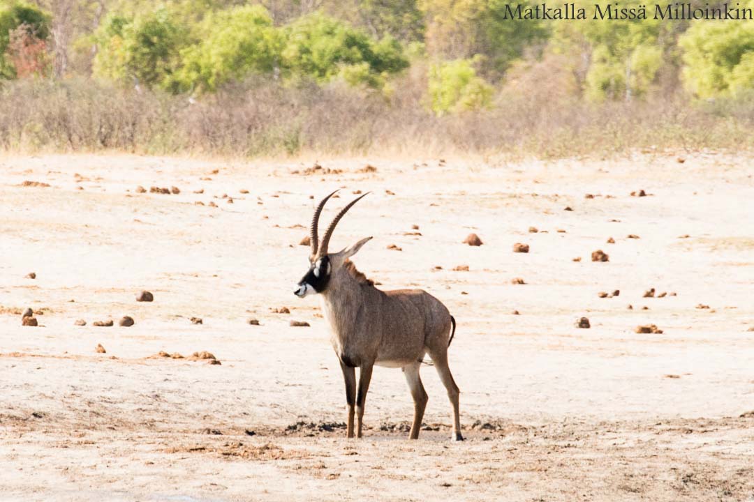 naamioantilooppi, Hwangen kansallispuisto, safari Zimbabwe