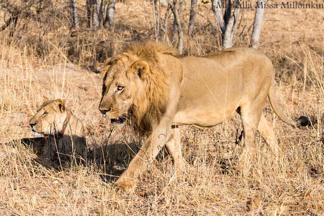 musta-antilooppi, Hwangen kansallispuisto, safari Zimbabwe