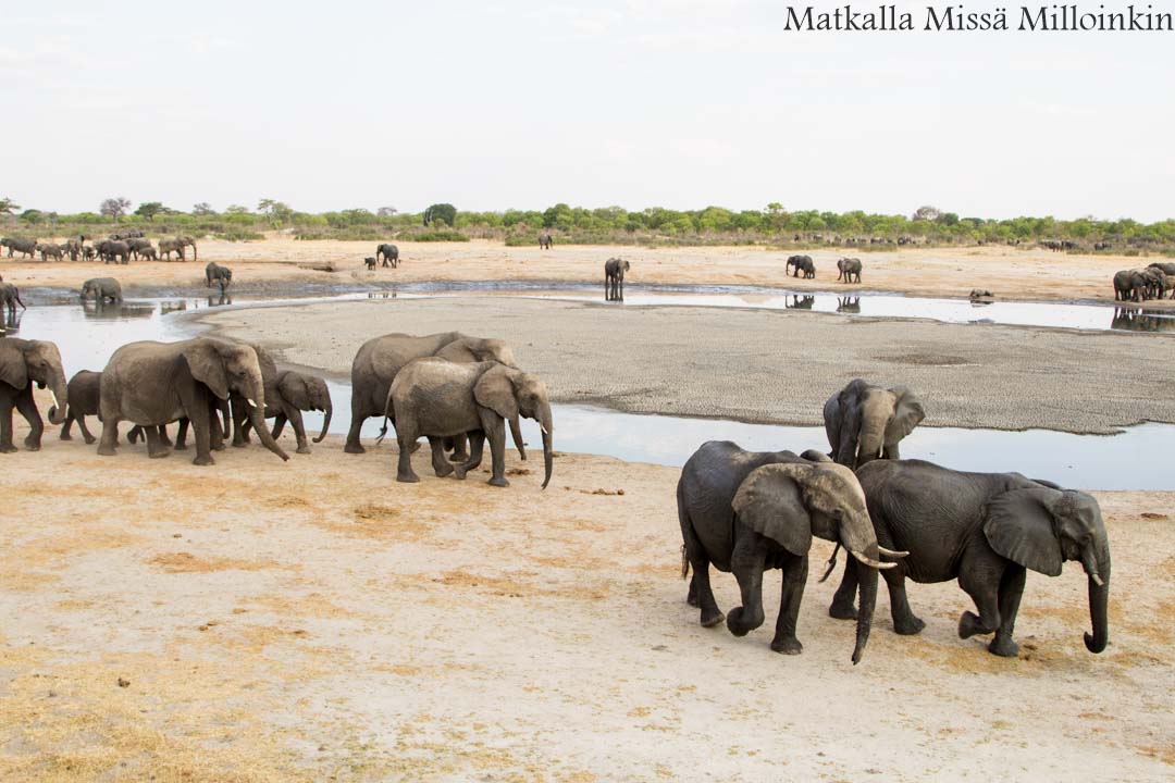 norsuja, Hwangen kansallispuisto, safari Zimbabwe
