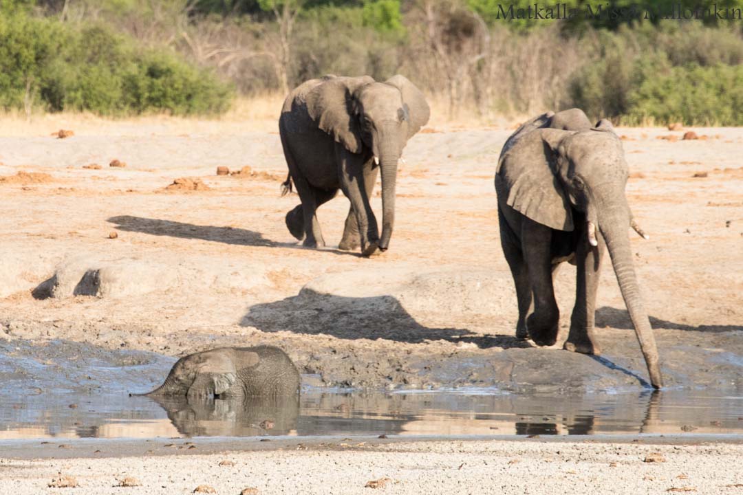 Choben kansallispuisto, safari Botswana