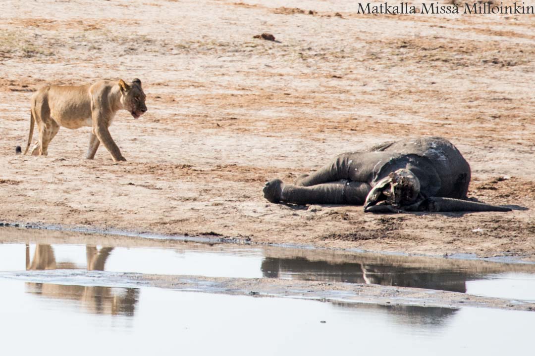 Hwangen kansallispuisto, safari Zimbabwe