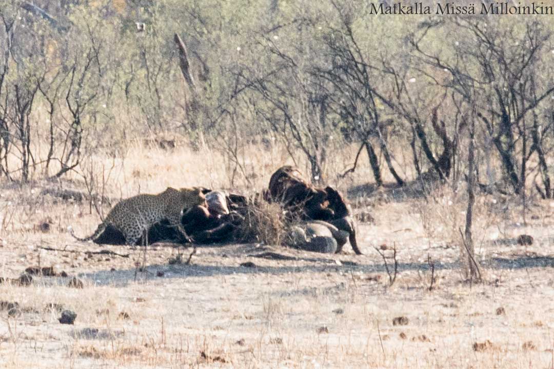 Hwangen kansallispuisto, safari Zimbabwe