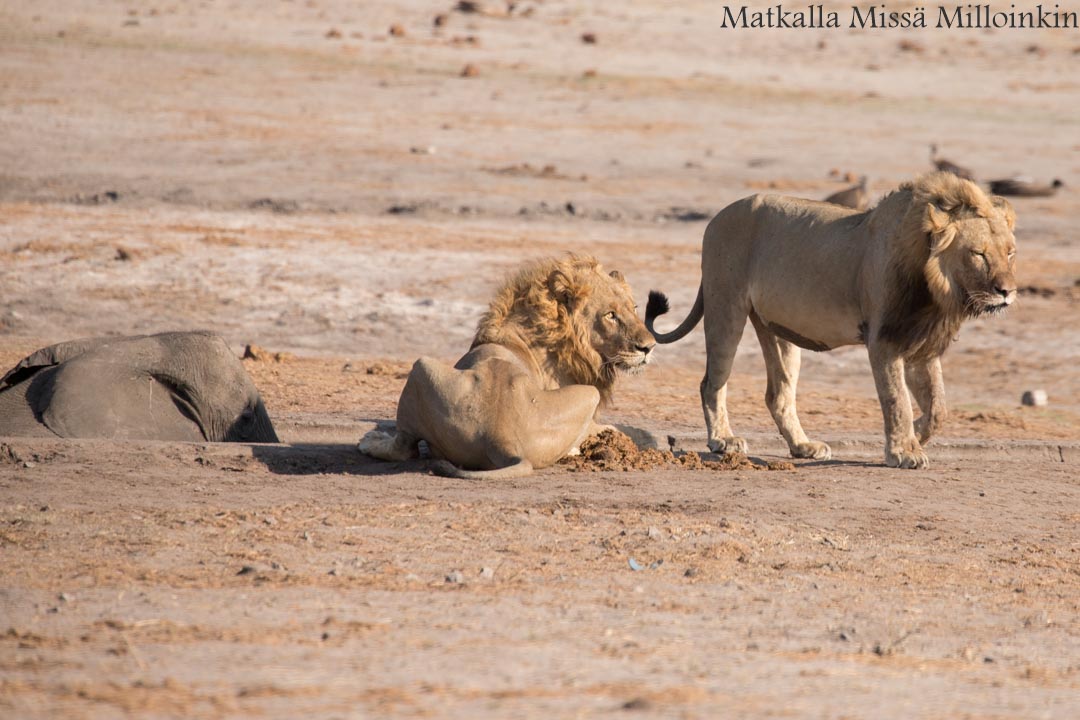 Hwangen kansallispuisto, safari Zimbabwe