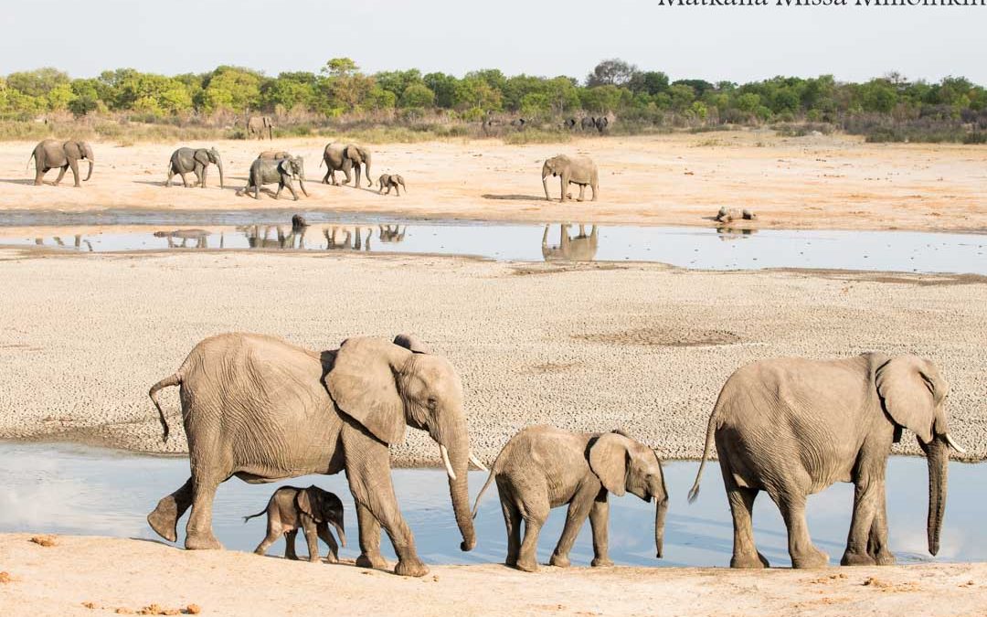 Hwangen kansallispuisto – vinkit onnistuneeseen safariin