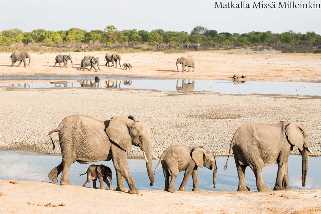 norsuja, Hwangen kansallispuisto, safari Zimbabwe