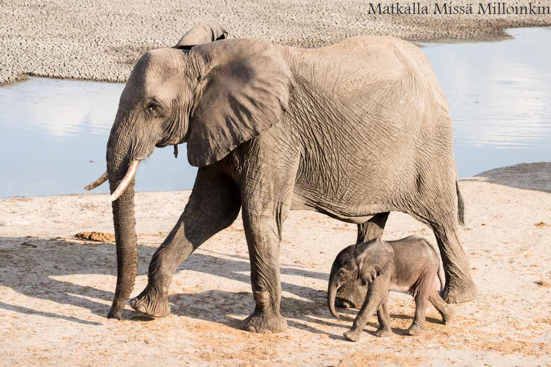 norsuja, Hwangen kansallispuisto, safari Zimbabwe