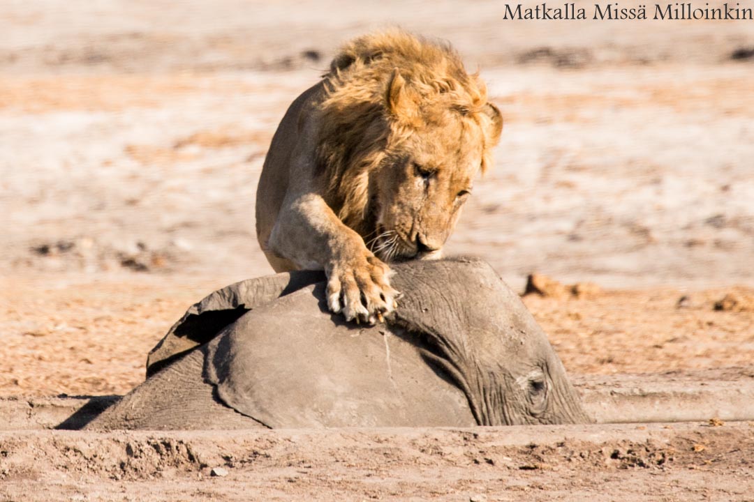 Hwangen kansallispuisto, safari Zimbabwe