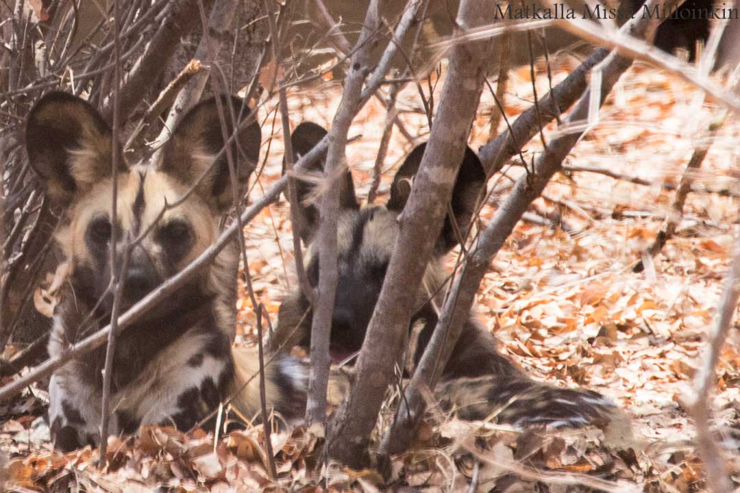 Painted dog sanctuary, Zimbabwe
