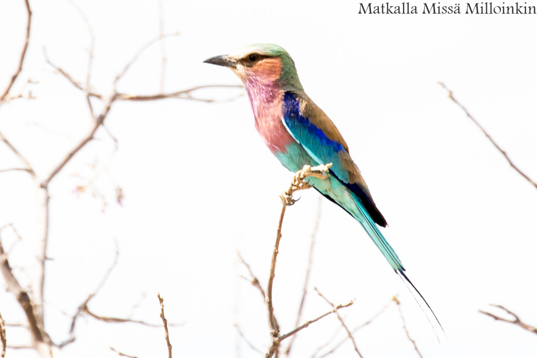 Hwangen kansallispuisto, safari Zimbabwe