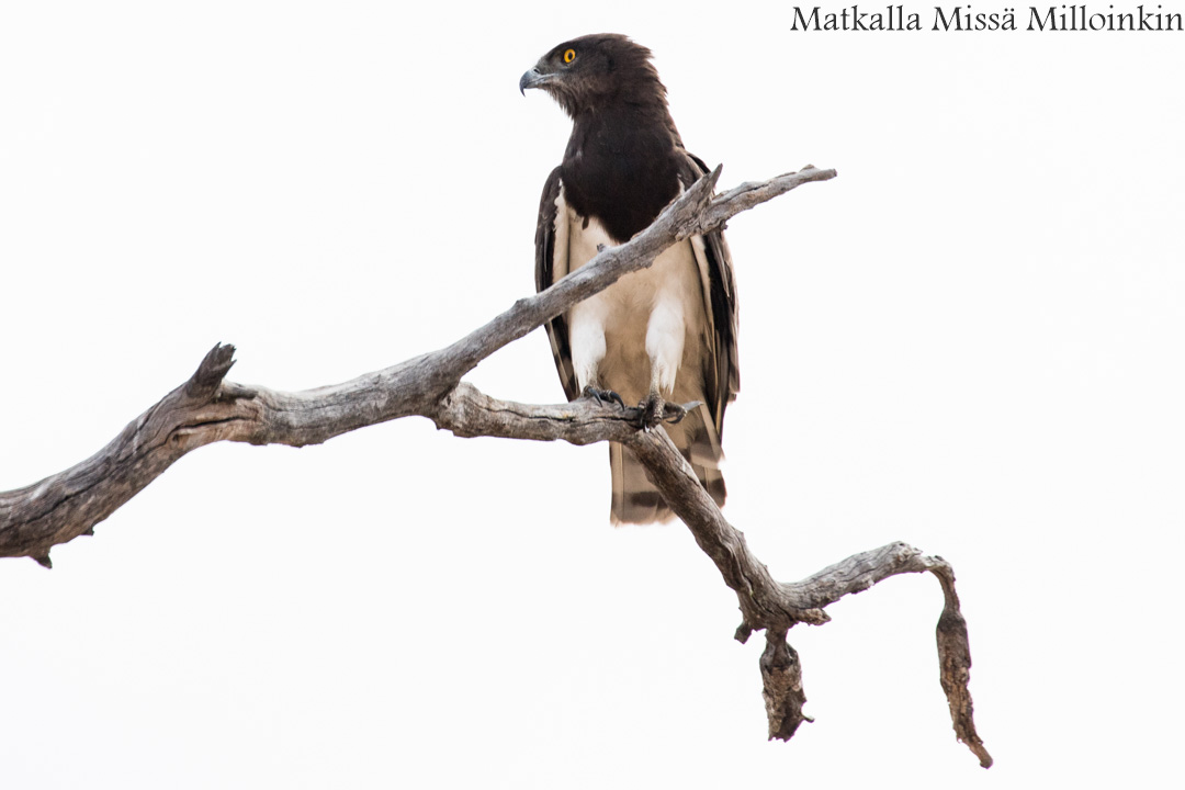 Hwangen kansallispuisto, safari Zimbabwe