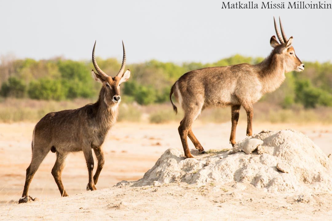Hwangen kansallispuisto, safari Zimbabwe