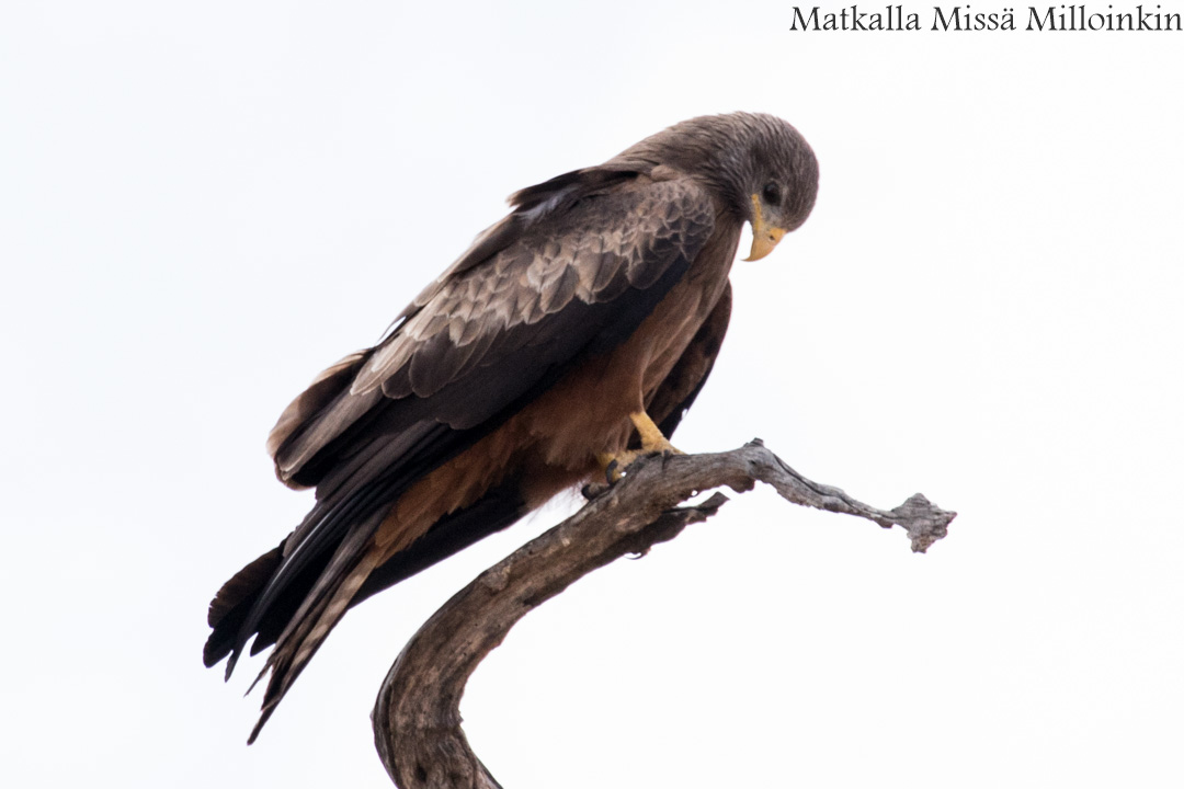 Hwangen kansallispuisto, safari Zimbabwe