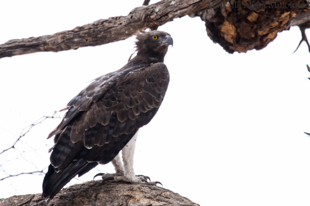 Hwangen kansallispuisto, safari Zimbabwe