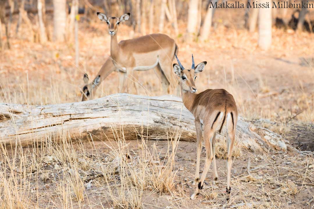 Hwangen kansallispuisto, safari Zimbabwe