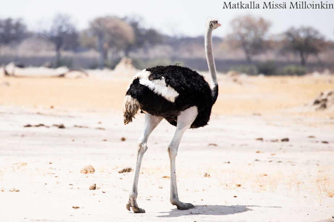 Hwangen kansallispuisto, safari Zimbabwe