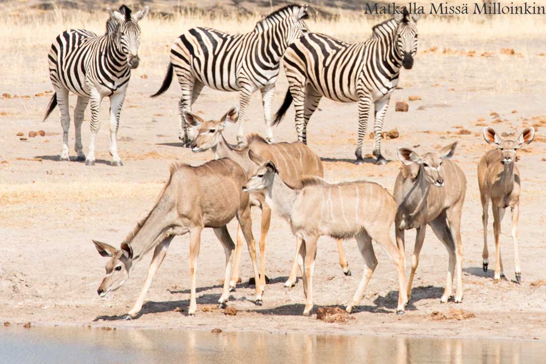 Hwangen kansallispuisto, safari Zimbabwe