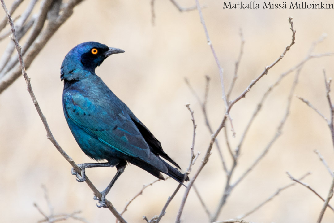 norsuja, Hwangen kansallispuisto, safari Zimbabwe