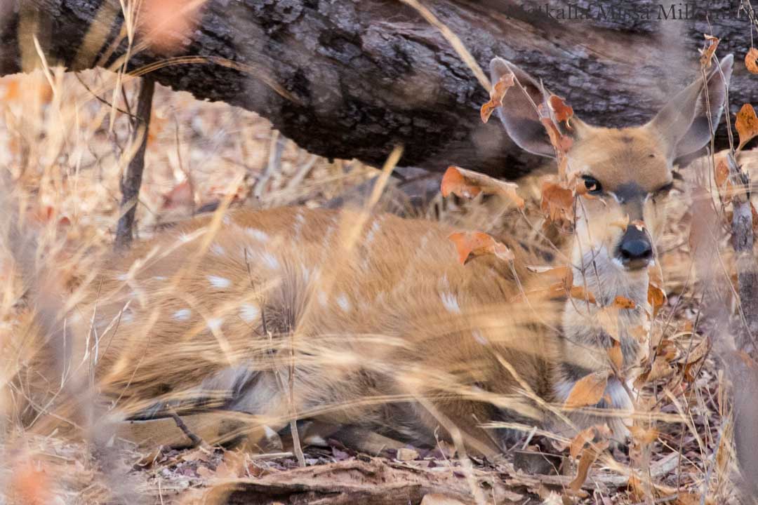 Hwangen kansallispuisto, safari Zimbabwe
