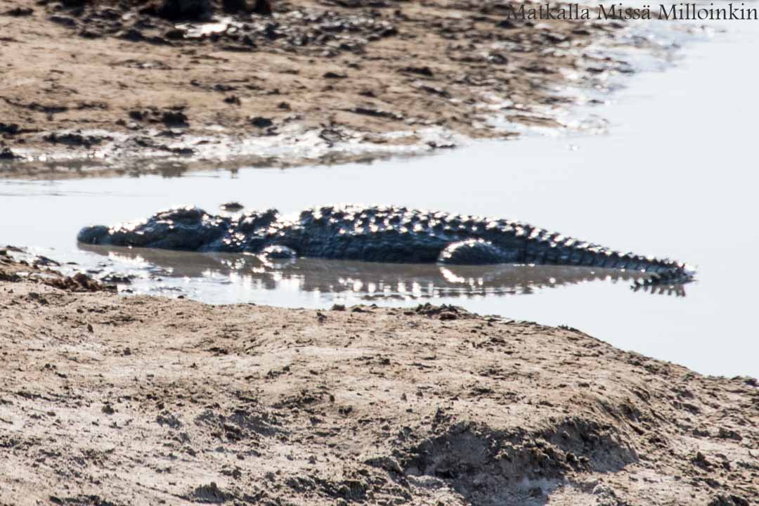 Hwangen kansallispuisto, safari Zimbabwe