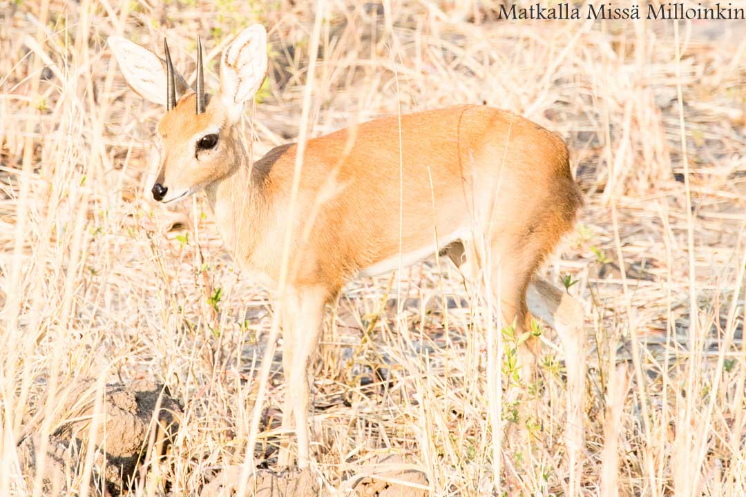 Hwangen kansallispuisto, safari Zimbabwe