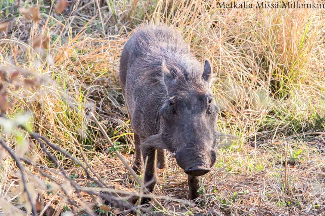 kävellen Victorian putouksille